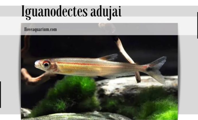 Iguanodectes adujai (GÉRY, 1970)