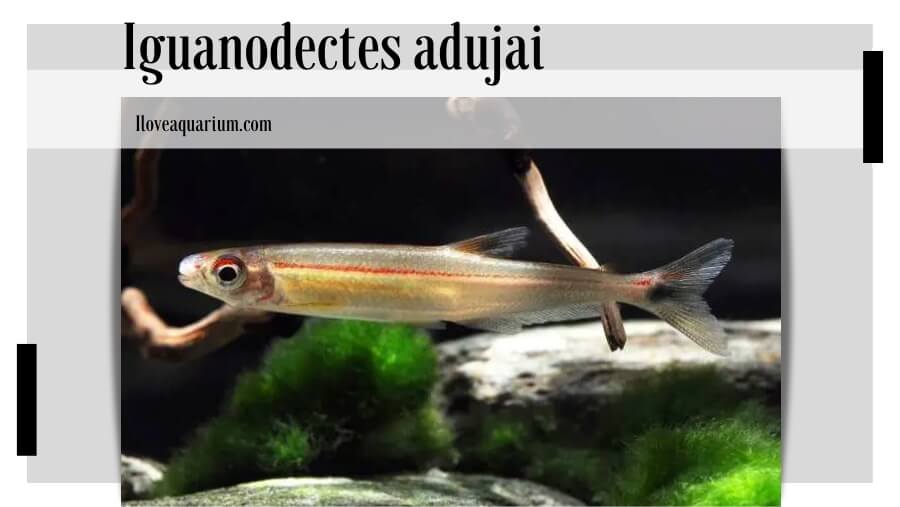 Iguanodectes adujai (GÉRY, 1970)