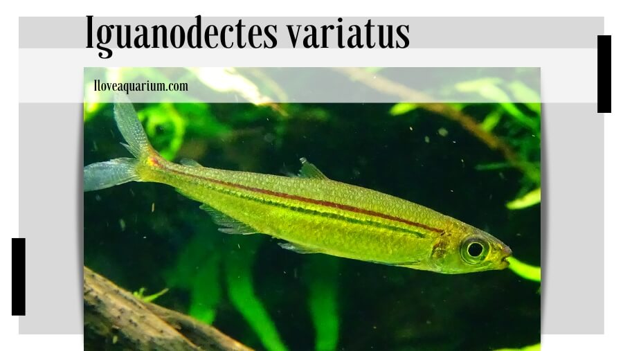 Iguanodectes variatus