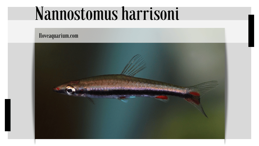 Nannostomus harrisoni (EIGENMANN, 1909) - Blackstripe Pencilfish