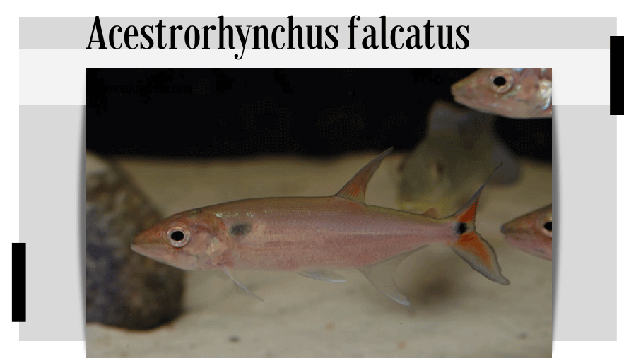 Acestrorhynchus falcatus (BLOCH, 1794) - Red-tailed Freshwater Barracuda