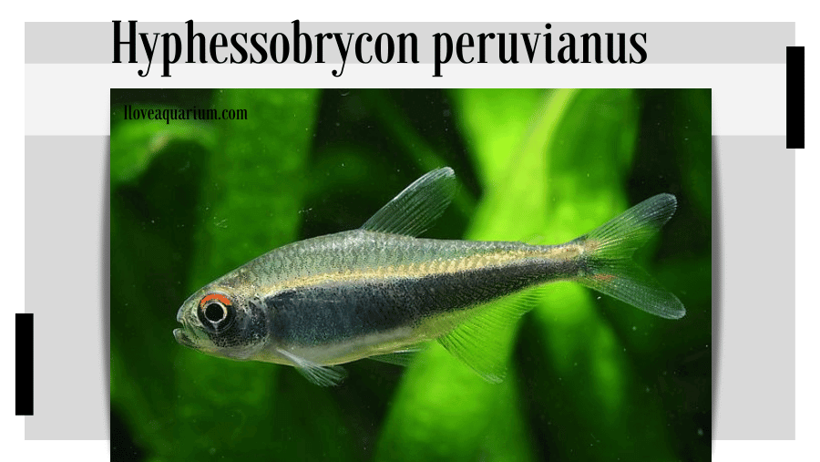 Hyphessobrycon peruvianus (LADIGES, 1938) - Peruvian Tetra