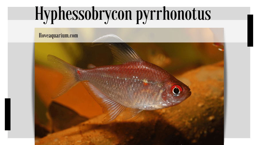 Hyphessobrycon pyrrhonotus BURGESS, 1993Flame-back Bleeding Heart Tetra