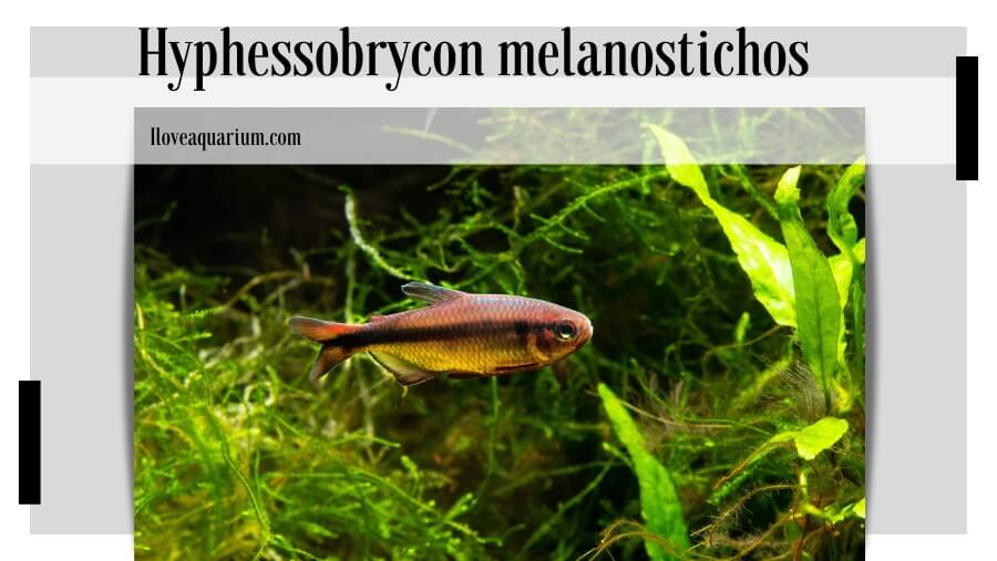 Hyphessobrycon melanostichos (CARVALHO & BERTACO, 2006) - Black Stripe Tetra