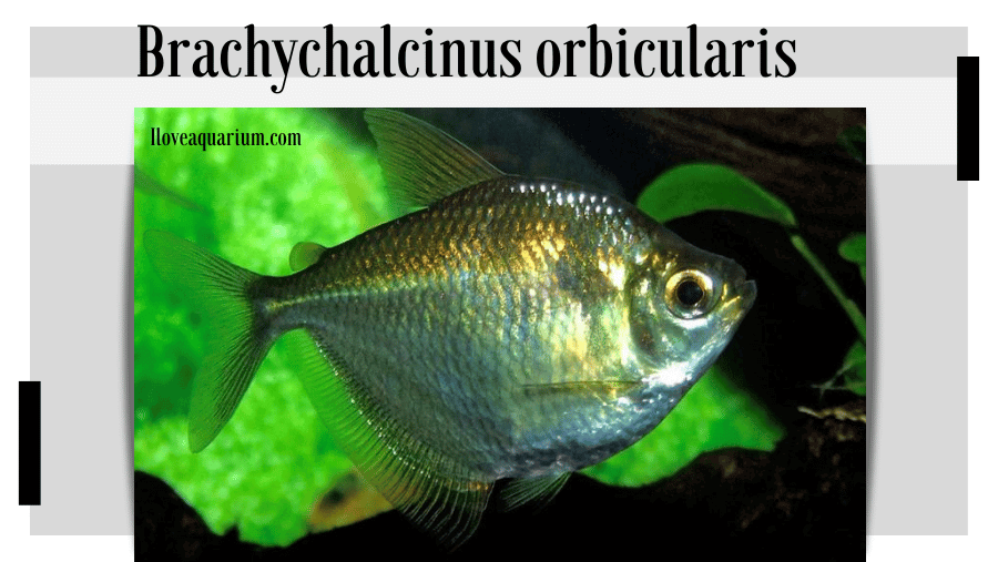 Brachychalcinus orbicularis (VALENCIENNES, 1850) - Discus Tetra