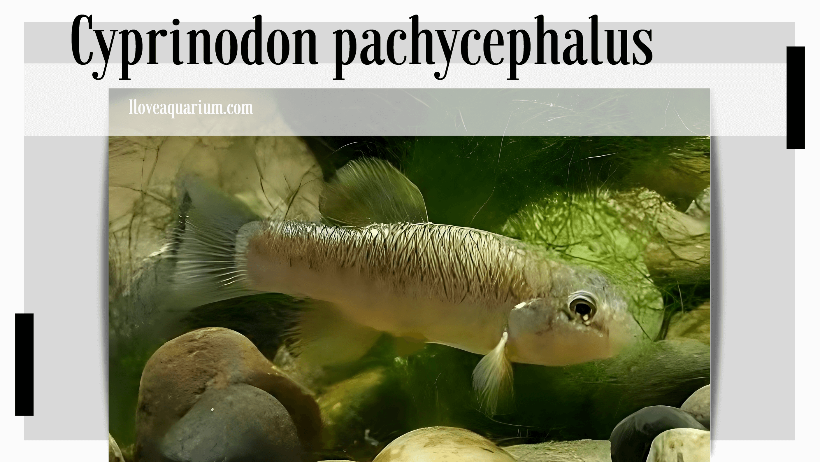 Cyprinodon pachycephalus (MINCKLEY & MINCKLEY, 1986 )