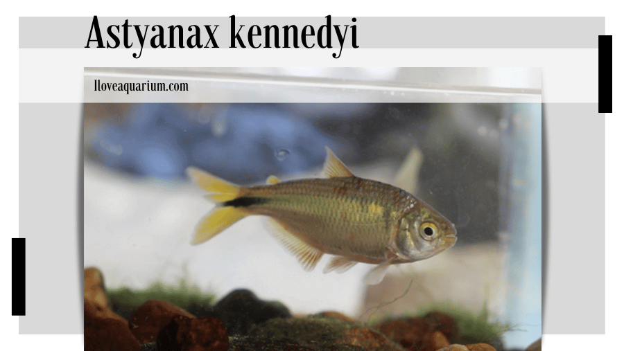 Astyanax kennedyi (GÉRY, 1964) - Kennedy's Tetra