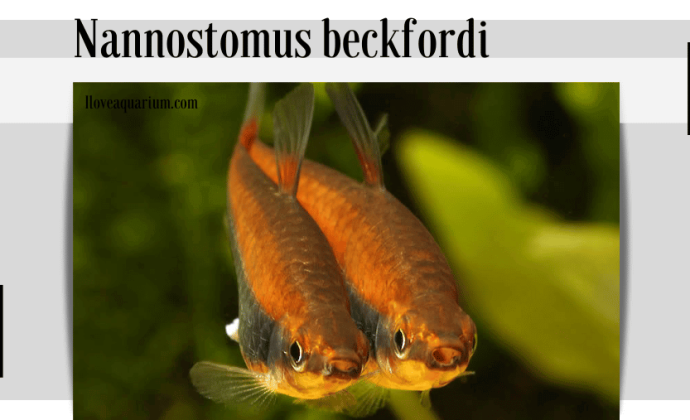 Nannostomus beckfordi (GÜNTHER, 1872) - Golden Pencilfish