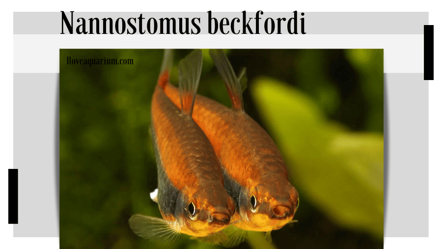 Nannostomus beckfordi (GÜNTHER, 1872) - Golden Pencilfish