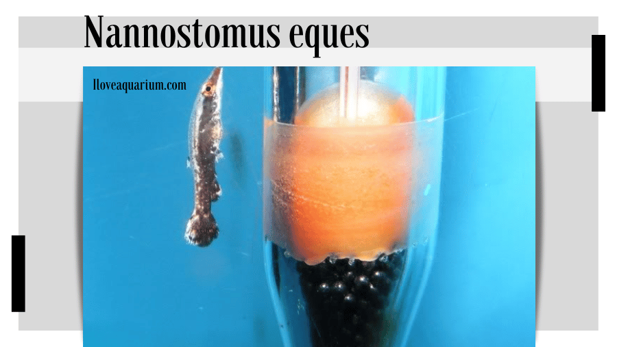 Nannostomus eques (STEINDACHNER, 1876) - Hockeystick Pencilfish