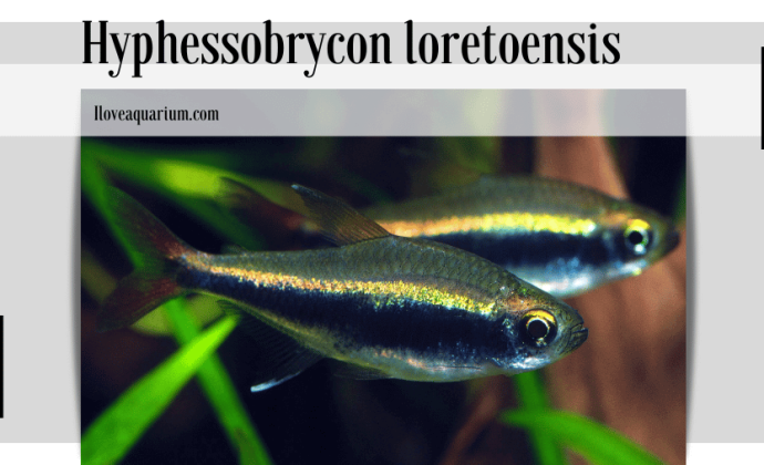 Hyphessobrycon loretoensis (LADIGES, 1938) - Loreto Tetra