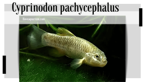 Cyprinodon pachycephalus ( MINCKLEY & MINCKLEY, 1986 )