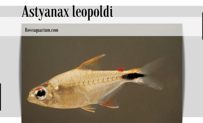 Astyanax leopoldi (GÉRY, PLANQUETTE & LE BAIL,1988) - Leopold's Tetra