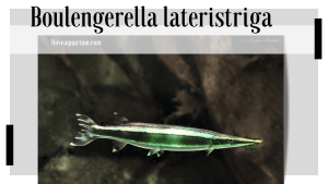 Boulengerella lateristriga (BOULENGER, 1895) - Striped Pike 'Characin'