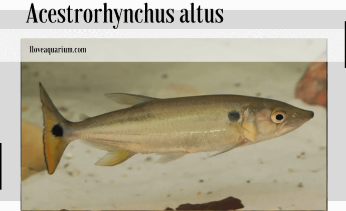 Acestrorhynchus altus (MENEZES, 1969)