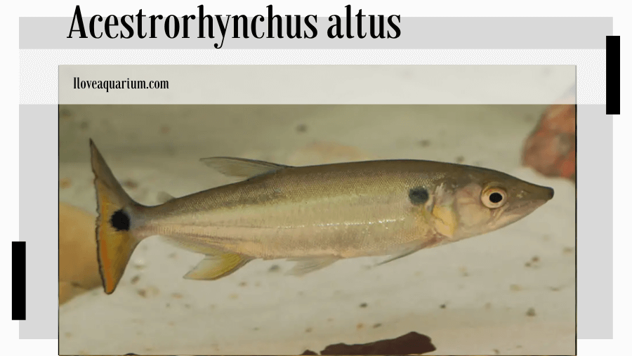 Acestrorhynchus altus (MENEZES, 1969)