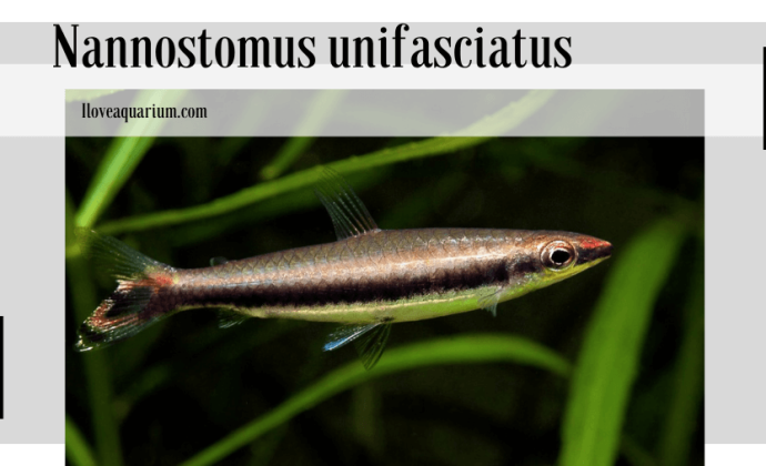 Nannostomus unifasciatus (STEINDACHNER, 1876) - One-lined Pencilfish