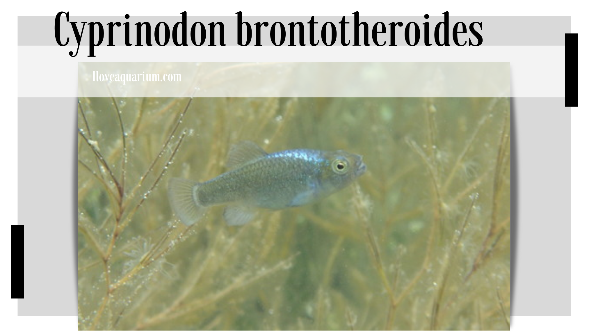 Cyprinodon brontotheroides (MARTIN & WAINWRIGHT, 2013) - Durophage Pupfish 