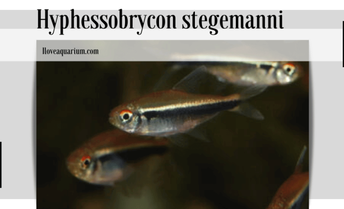 Hyphessobrycon stegemanni (GÉRY, 1961) - Savanna Tetra