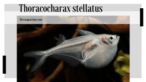 Thoracocharax stellatus (KNER, 1858) - Spotfin Hatchetfish