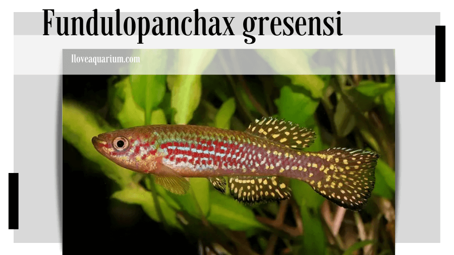 Fundulopanchax gresensi (BERKENKAMP, 2003)