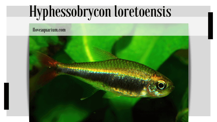 Hyphessobrycon loretoensis (LADIGES, 1938) - Loreto Tetra