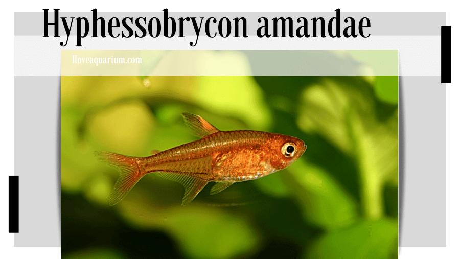 Hyphessobrycon amandae (GÉRY & UJ 1987) - Ember Tetra 