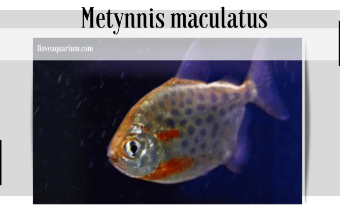 ILOVEAQUARIUM.COM - Metynnis maculatus (KNER, 1858) Spotted Metynnis