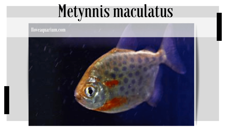 ILOVEAQUARIUM.COM - Metynnis maculatus (KNER, 1858) Spotted Metynnis
