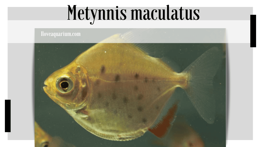 ILOVEAQUARIUM.COM - Metynnis maculatus (KNER, 1858) Spotted Metynnis