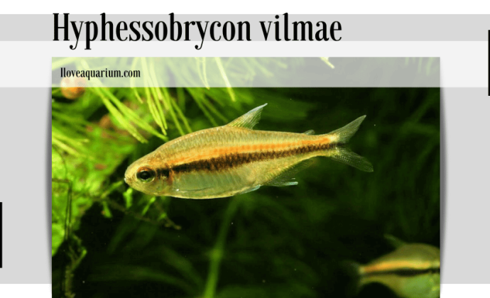 Hyphessobrycon vilmae (GÉRY, 1966)
