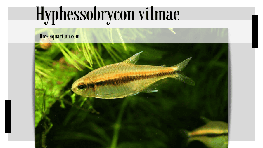 Hyphessobrycon vilmae (GÉRY, 1966)