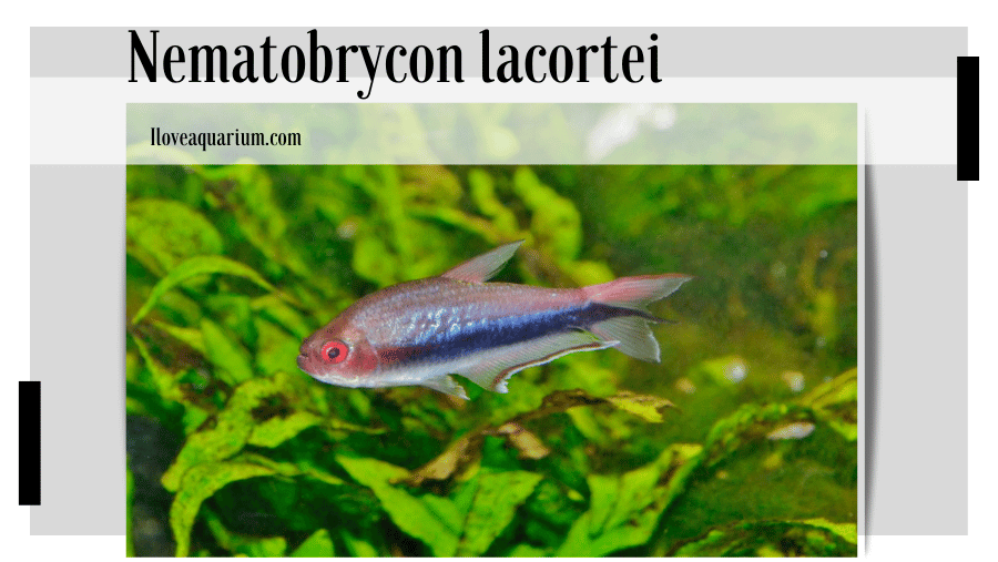 Nematobrycon lacortei's striking red eyes and extended fins are a testament to their beauty, making them a prized addition to any community aquarium