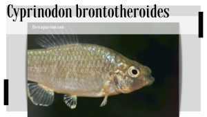 Cyprinodon brontotheroides (MARTIN & WAINWRIGHT, 2013) – Durophage Pupfish
