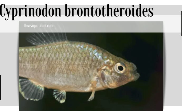 Cyprinodon brontotheroides (MARTIN & WAINWRIGHT, 2013) – Durophage Pupfish
