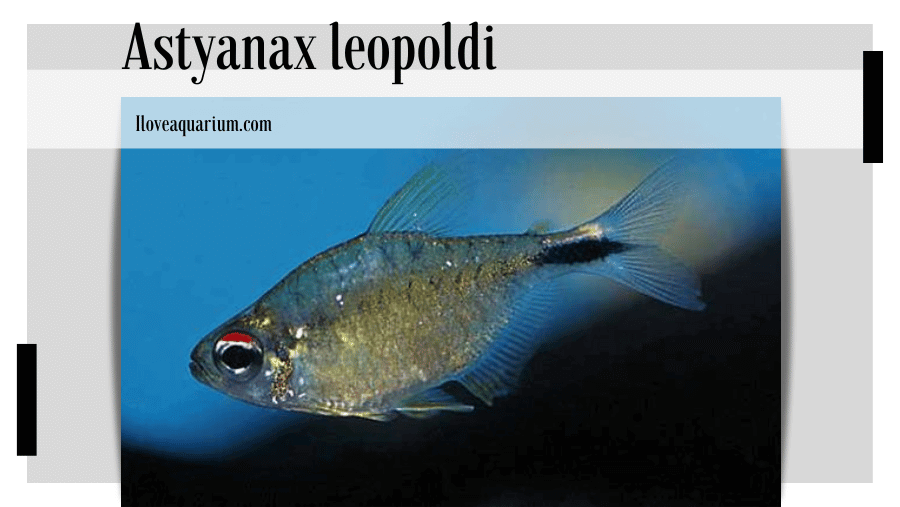 Astyanax leopoldi (GÉRY, PLANQUETTE & LE BAIL, 1988) -Leopold's Tetra