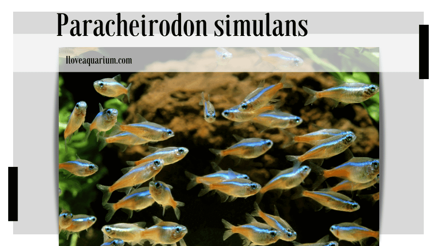 Paracheirodon simulans displays a distinctive blue-green lateral stripe and variable golden metallic scales in some wild specimens.