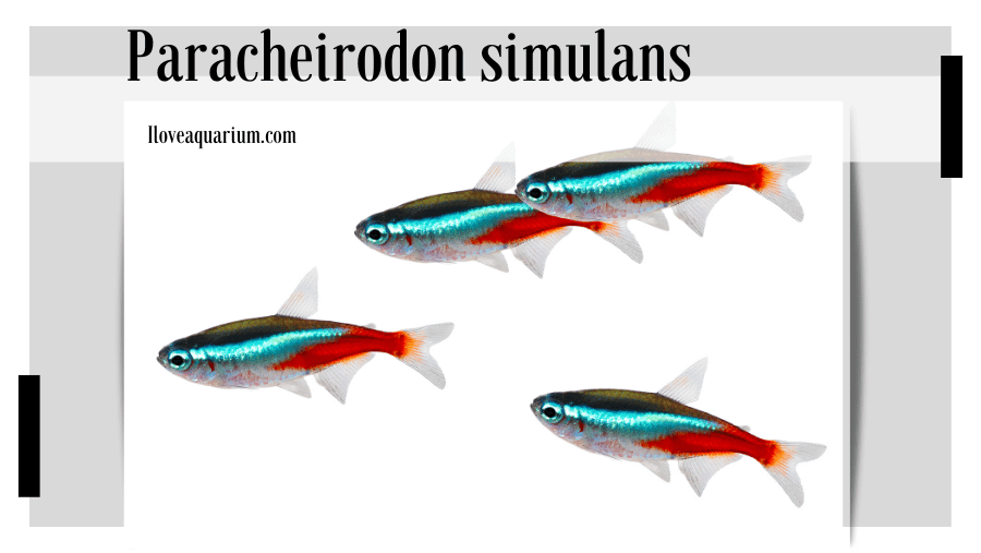 A group of vibrant Paracheirodon simulans swimming in a well-planted aquarium.