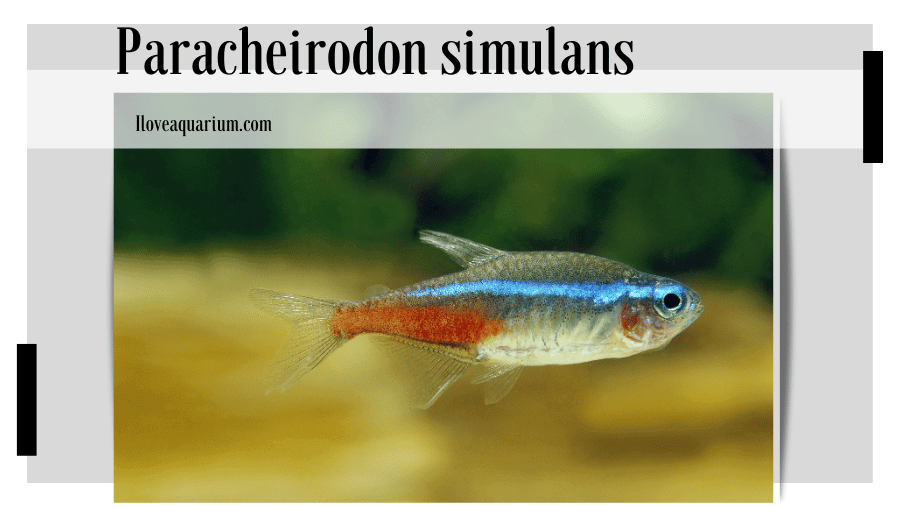 Peaceful and active, Paracheirodon simulans make a beautiful addition to any community tank.