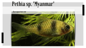 Pethia sp. 'Myanmar'