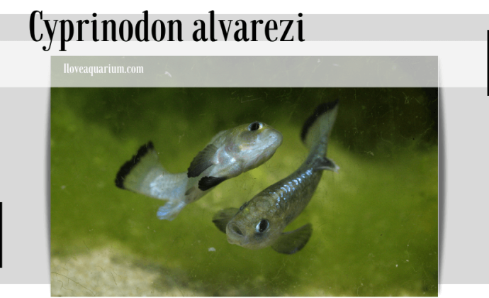 Cyprinodon alvarezi (MILLER, 1976) -Potosí Pupfish