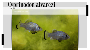 Cyprinodon alvarezi (MILLER, 1976) -Potosí Pupfish
