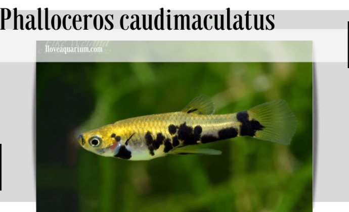 Phalloceros caudimaculatus (HENSEL, 1868) - Dusky Millions Fish