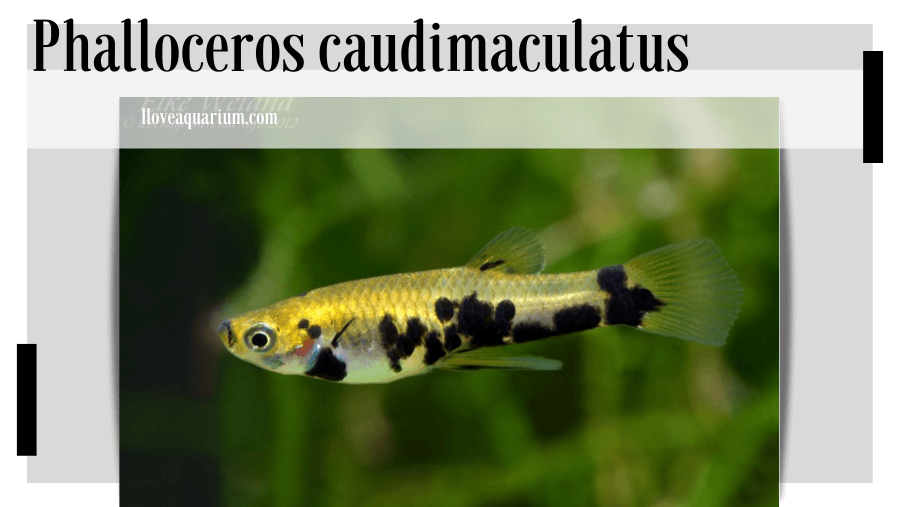 Phalloceros caudimaculatus (HENSEL, 1868) - Dusky Millions Fish