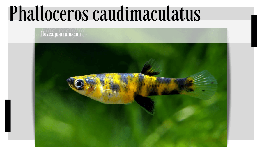 Phalloceros caudimaculatus (HENSEL, 1868) - Dusky Millions Fish