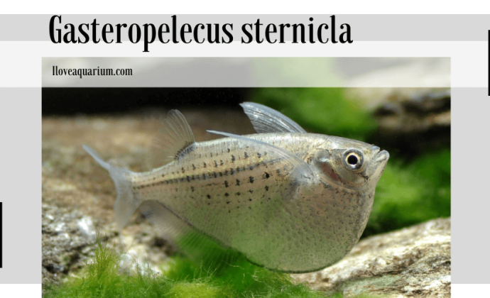 Gasteropelecus sternicla (LINNAEUS, 1758) - Common Hatchetfish, Silver Hatchetfish