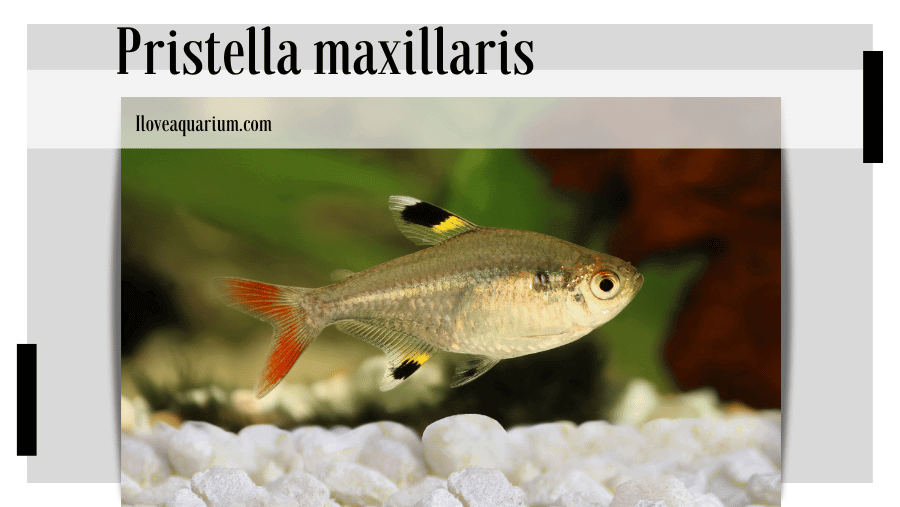Experience the stunning beauty of the X-ray tetra, Pristella maxillaris, in your own aquarium.