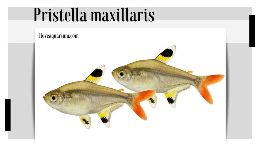 Discover the vibrant colors and peaceful nature of Pristella maxillaris, the perfect addition to any aquatic community.