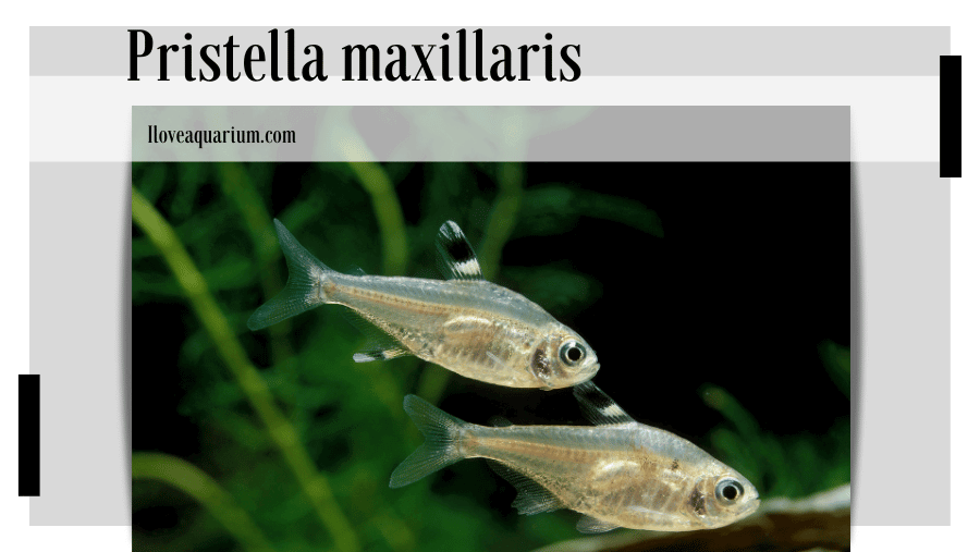 Get up close and personal with the intricate patterns and striking red fins of the popular X-ray tetra, Pristella maxillaris