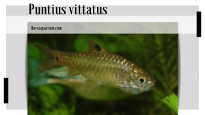 Puntius vittatus (DAY, 1865) - Greenstripe Barb
